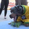 Video: Triumph The Insult Comic Dog Concludes His World Cup Pooping Tour Of NYC